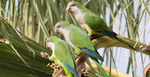Garriti, nidi giganti, danni alle colture: in Puglia � invasione di parrocchetti